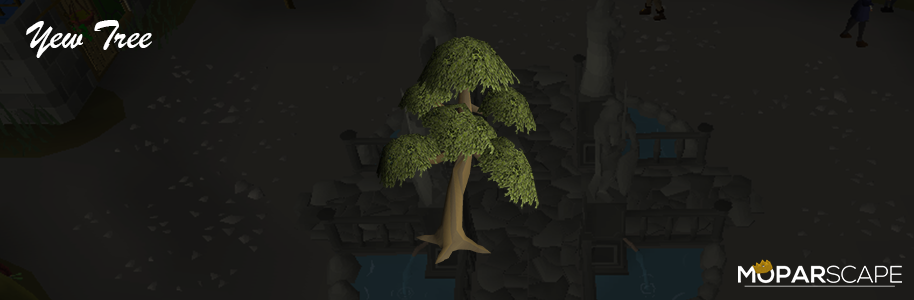 acorn tree osrs acorn tree osrs